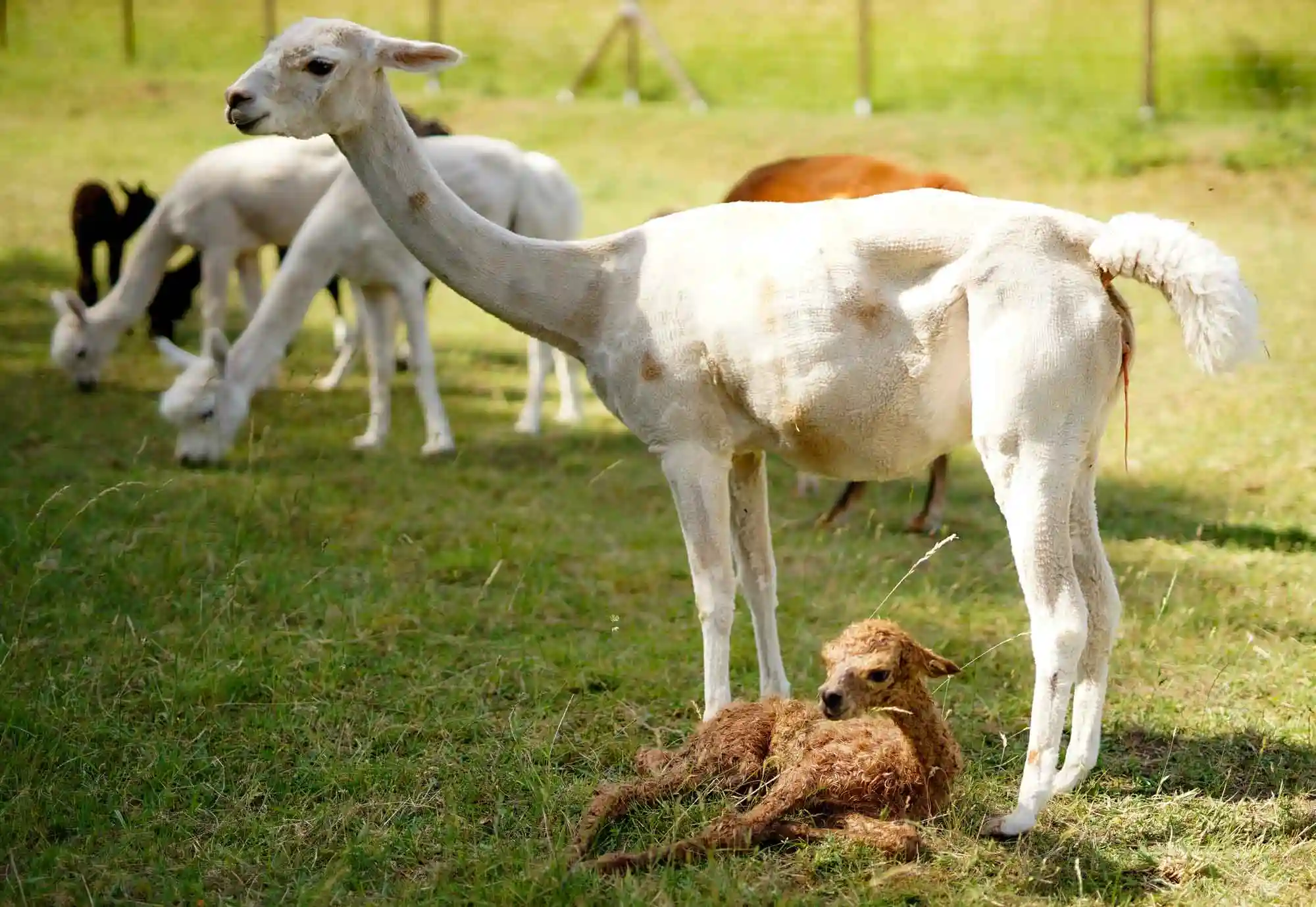 Alpaka mit Neugeborenem