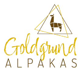 Goldgrund-Alpakas
